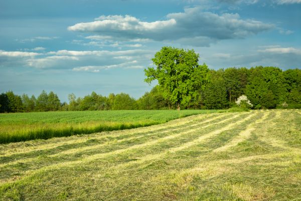 Cost of Vegetation Removal in Kaysville