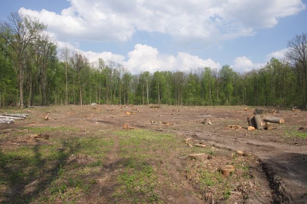 Pasture Clearing in Kaysville
