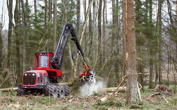 Cost of Forest Clearance Service in Kaysville
