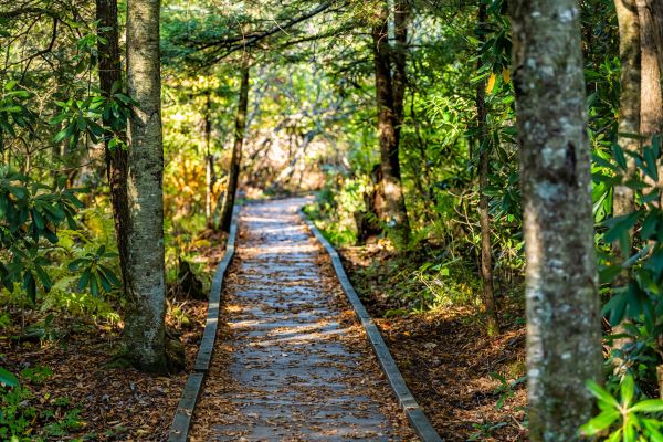 Cost of Trail Clearing in Kaysville